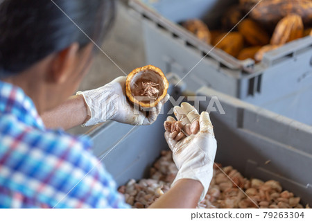 man holding a ripe cocoa fruit with beans inside and Bring seeds out of the sheath. man holding a ripe cocoa fruit with beans inside and Bring seeds out of the sheath. 79263304