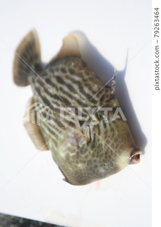 Filefish body photographed diagonally from the front (white background) 79263464