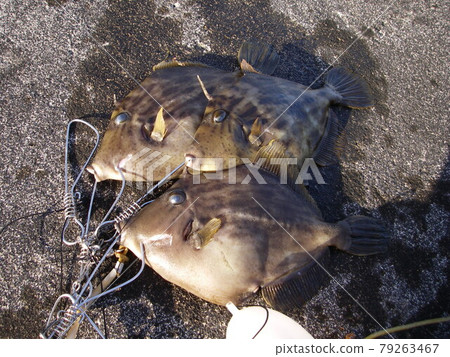 Kawahagi caught by embankment fishing 79263467