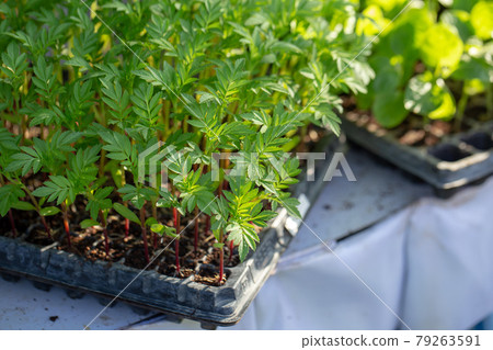 Fines herbes botany plant leaf detail Fresh Green Herb Plant Fines herbes botany plant leaf detail Fresh Green Herb Plant 79263591