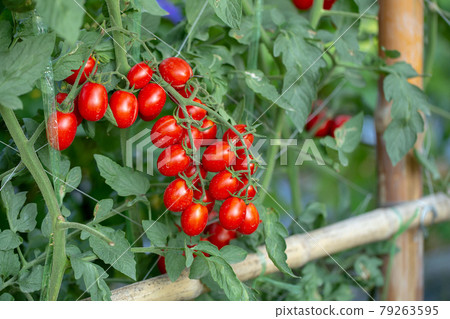 Ripe red tomatoes are hanging on the tomato tree in the garden Ripe red tomatoes are hanging on the tomato tree in the garden 79263595