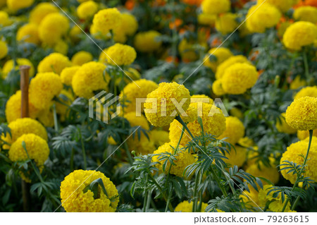 Beautiful yellow and orange flowers Beautiful yellow and orange flowers 79263615