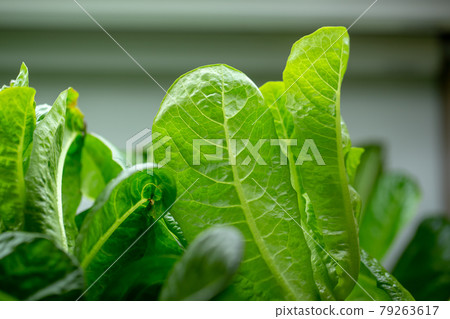 Fresh lettuce leaves, Salads vegetable hydroponics farm Fresh lettuce leaves, Salads vegetable hydroponics farm 79263617
