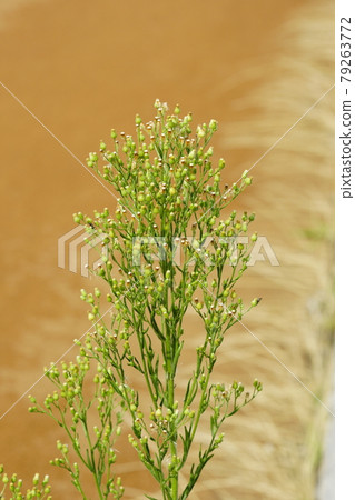 Great wasteland wild chrysanthemum Great wasteland wild chrysanthemum 79263772