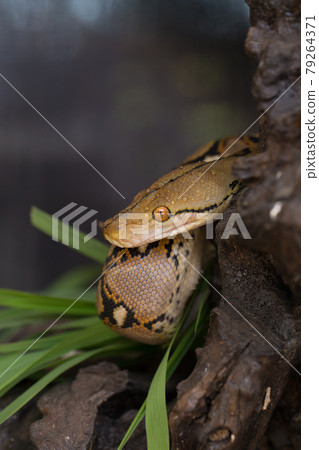 Boa portrait, Boa constrictor snake on tree branch Boa portrait, Boa constrictor snake on tree branch 79264371