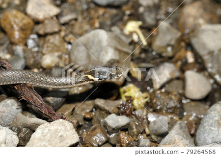 Japanese keelback juvenile 79264568