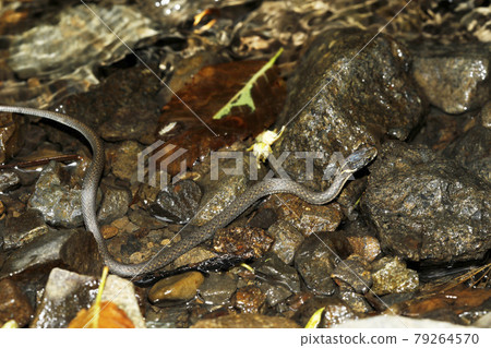 Japanese keelback juvenile 79264570