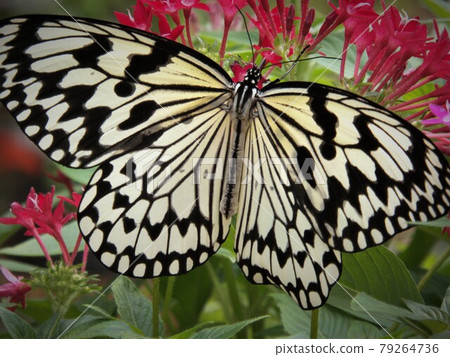 The butterfly that has returned from the chrysalis completely changes its appearance and begins a second life. The butterfly that has returned from the chrysalis completely changes its appearance and begins a second life. 79264736