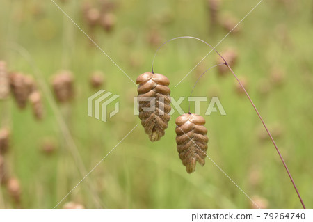 田原小麥 田原小麥 79264740