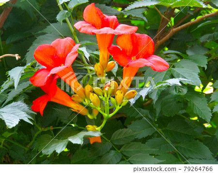 植物，中國喇叭藤花 79264766