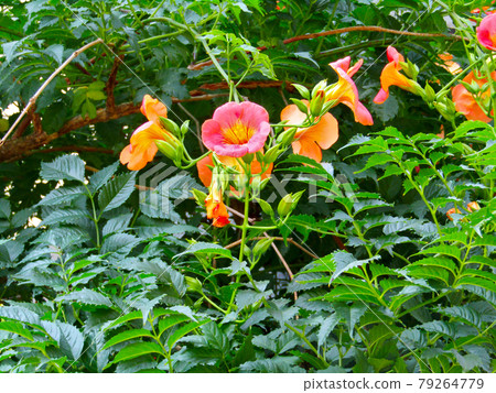 植物，中國喇叭藤花 79264779
