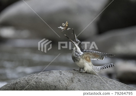 冠魚狗 79264795