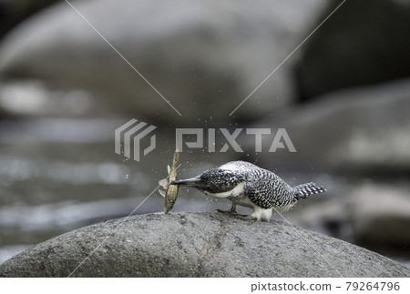 冠魚狗 冠魚狗 79264796