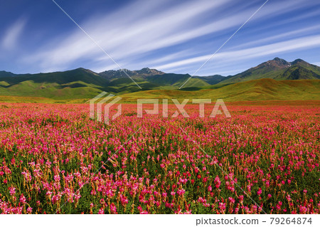 Field with flowers in mountain valley. Summer landscape during sunset 79264874