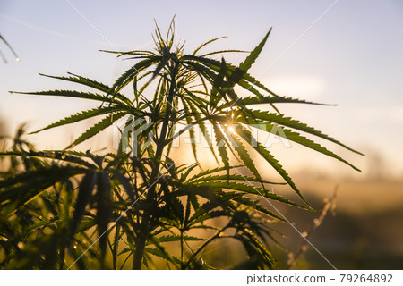 Green bushes of marijuana. Close up view of a young medical marijuana cannabis leaves. Green bushes of marijuana. Close up view of a young medical marijuana cannabis leaves. 79264892