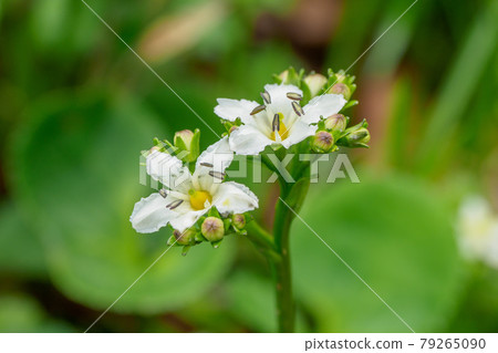 Nephrophyllidium blooming in Moriyoshi, Akita 79265090