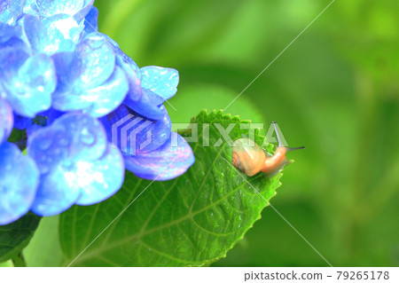 繡球花1631 79265178