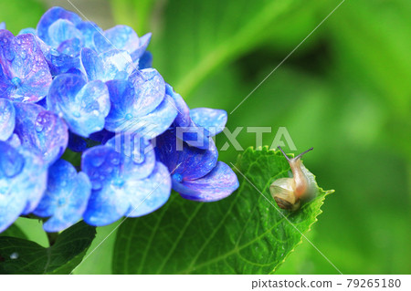 繡球花1638 繡球花1638 79265180
