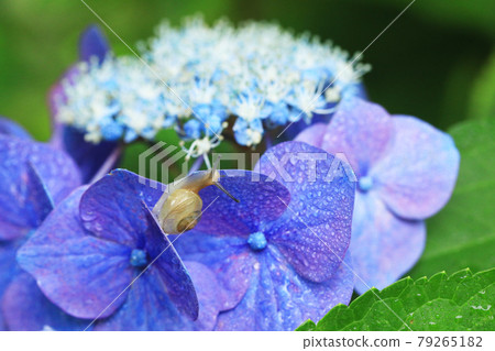 繡球花1692 79265182