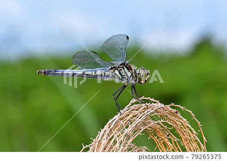 Kofukitombo 79265375