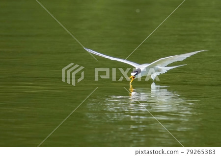 小燕鷗邊飛邊喝水的飛行場景 79265383