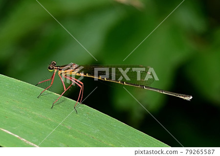 Dragonfly Dragonfly 79265587