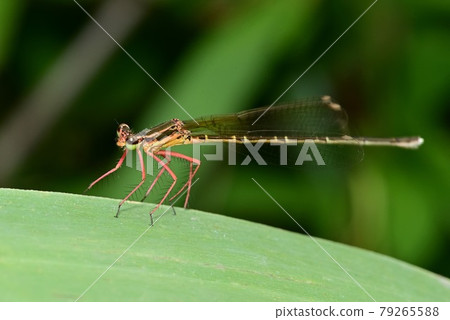 Dragonfly Dragonfly 79265588