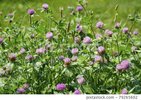 初夏，雜草共同主演的社區紅三葉草和芭蕉... 2 79265602