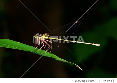 Dragonfly Dragonfly 79265631