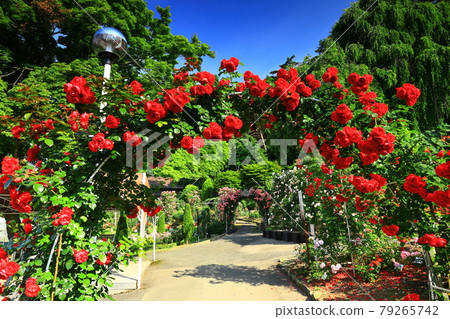 花卷溫泉 新鮮的綠色玫瑰園 花卷溫泉 新鮮的綠色玫瑰園 79265742