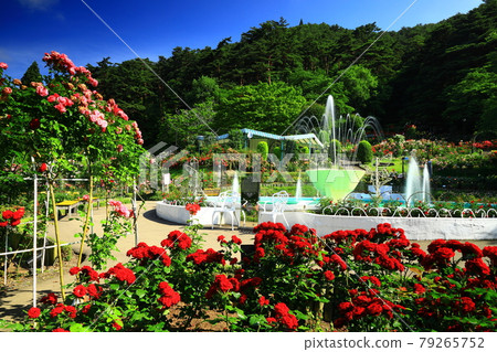 Hanamaki Onsen Fresh green rose garden Hanamaki Onsen Fresh green rose garden 79265752
