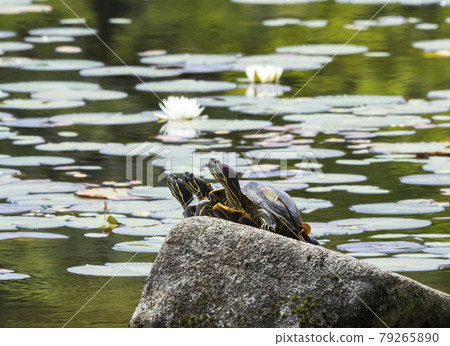 Red-eared slider on a rock in the pond 79265890