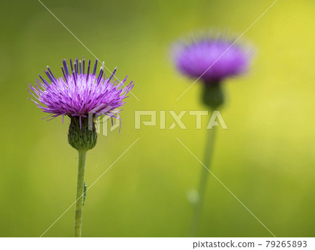 No Scenic Flower No Scenic Flower 79265893