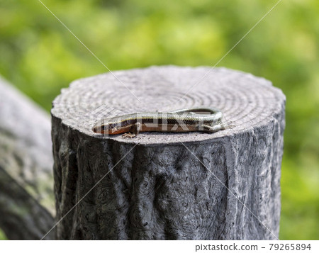 Japanese lizard on the fence Japanese lizard on the fence 79265894