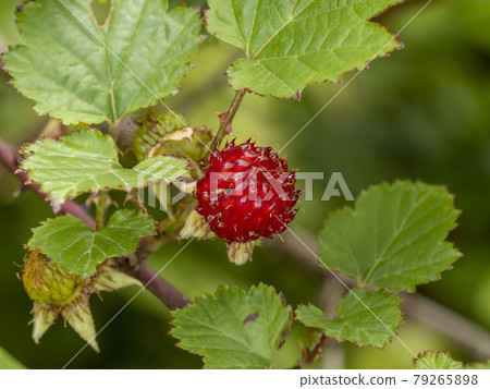 紅莓樹上的紅色果實 79265898