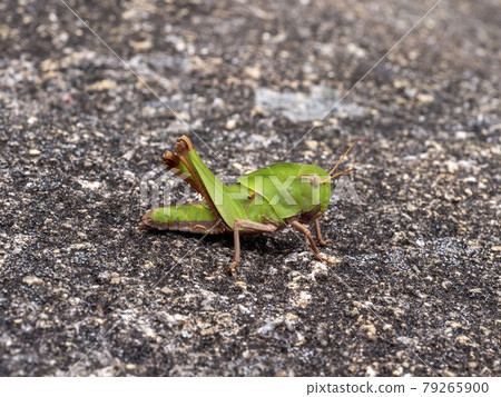 Migratory locust larva on the rock Migratory locust larva on the rock 79265900