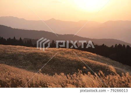 Soni Plateau Miscanthus 79266013