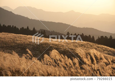 Soni Plateau Miscanthus 79266015