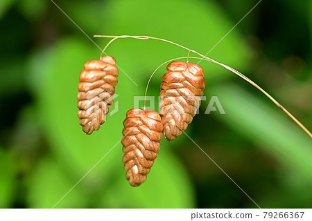 Madder beetle 79266367