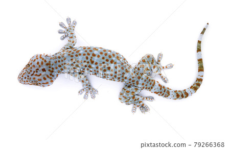 gecko  isolated on  white background 79266368