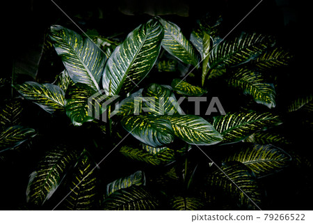 Dumb Cane. Dumb Cane. 79266522