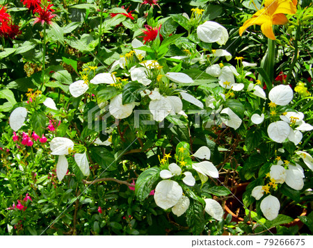 Plant, flower of Kekonronka Plant, flower of Kekonronka 79266675