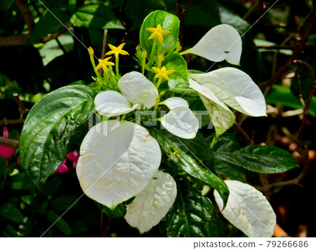 Plant, flower of Kekonronka Plant, flower of Kekonronka 79266686