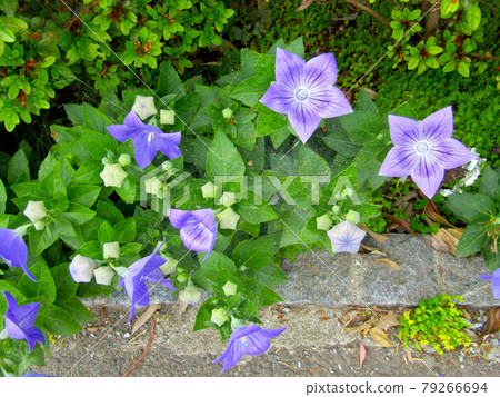 Plant, platycodon flower 79266694