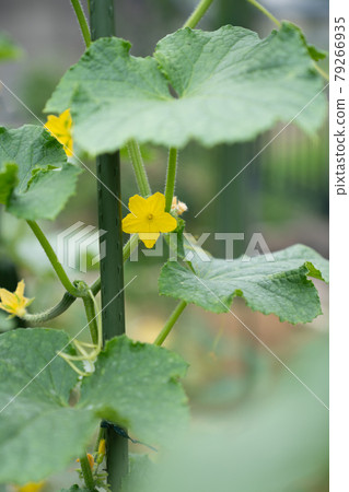 夏天，黃瓜花 <千葉 / 家庭花園 2021 年 7 月> 79266935