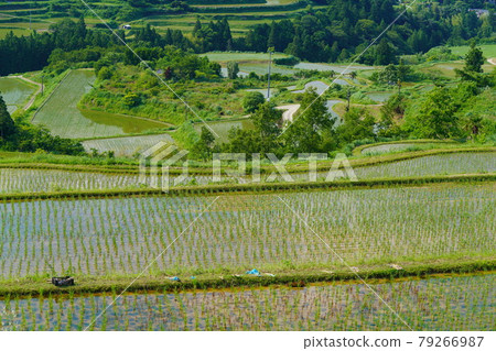 The vast Yoshinobu rice terraces The vast Yoshinobu rice terraces 79266987