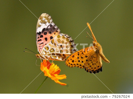 求愛 / 印度貝母 02 79267024