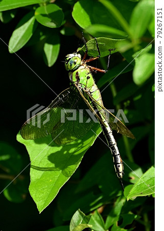 敖燕馬 敖燕馬 79267151