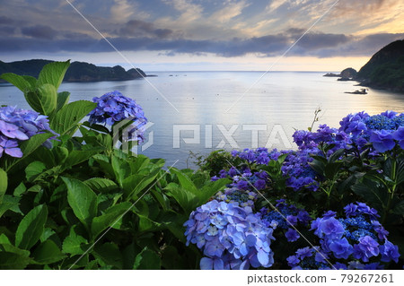 Hydrangea Road on Shimane Peninsula, Shimane Prefecture Hydrangea Road on Shimane Peninsula, Shimane Prefecture 79267261