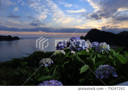 Hydrangea Road on Shimane Peninsula, Shimane Prefecture Hydrangea Road on Shimane Peninsula, Shimane Prefecture 79267262